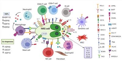 Heat Shock Proteins in Lymphoma Immunotherapy